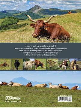 AUVERGNE MONTAGNE A VACHE